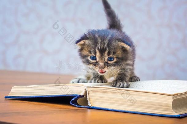 小的小猫和蓝色眼睛在近处一敞开的书.阅读<strong>班级</strong>