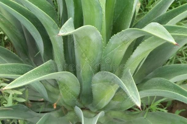 龙舌兰属植物DESMETTIANA雅各比/光滑的龙舌兰属植物/侏儒中心植物