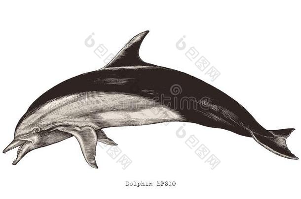 海豚手绘画酿酒的版画说明剪贴画