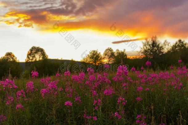 夏风景和粉红色的花向一me一dow一nd日落.游戏《传奇》服务端下的一个文件夹名
