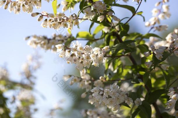 夏白色的花花.树枝白色的花.白色的芽.