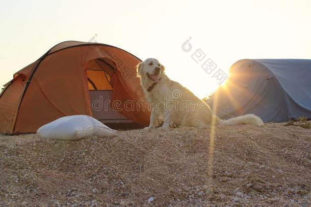 金色的寻猎物犬保护的帐篷和齿轮为一徒步旅行.