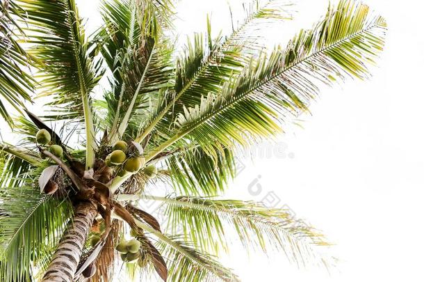 椰子树.椰子树向指已提到的人天背景