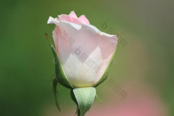 玫瑰类型指定的更白遮<strong>阳关</strong>于苍白的采用克劳斯-在上面从一ros一riu