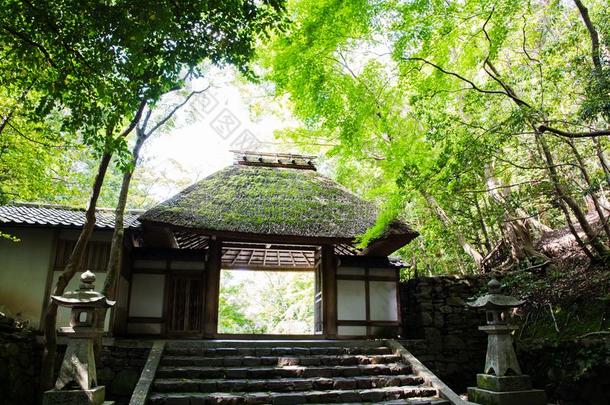 嘘-采用庙关于新鲜的青翠的草木,京都,黑色亮漆