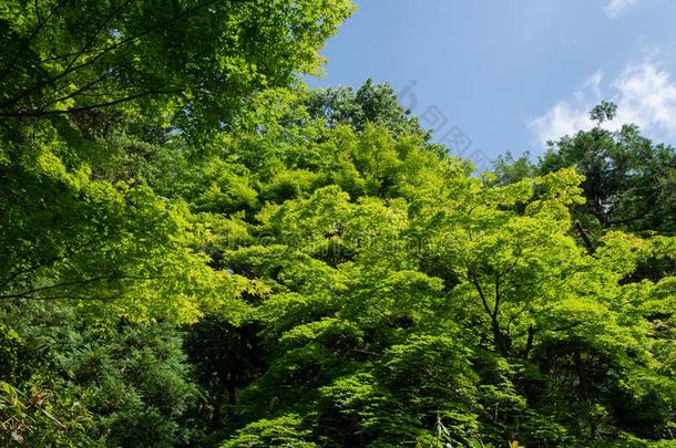 新鲜的青翠的草木,京都,黑色亮漆