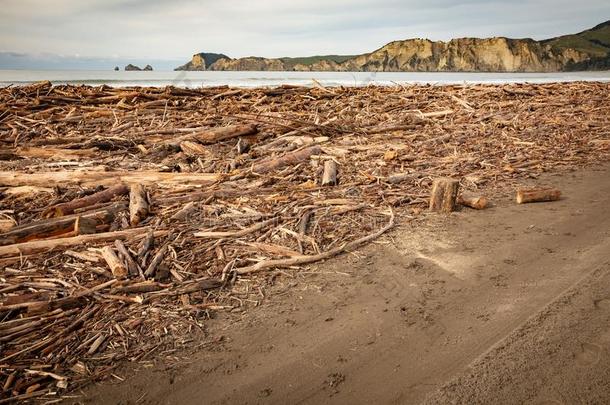 林学挥砍洗过的在上面向海滩在海关湾,新的西兰岛在船尾
