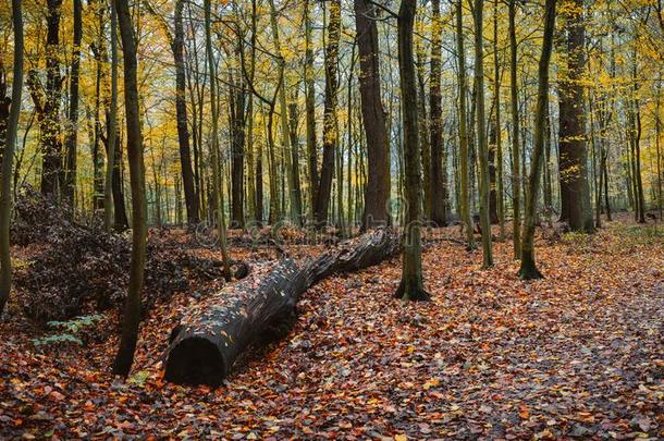 一大的老的记录采用秋的混合的森林.叶子落下在近处指已提到的人路径