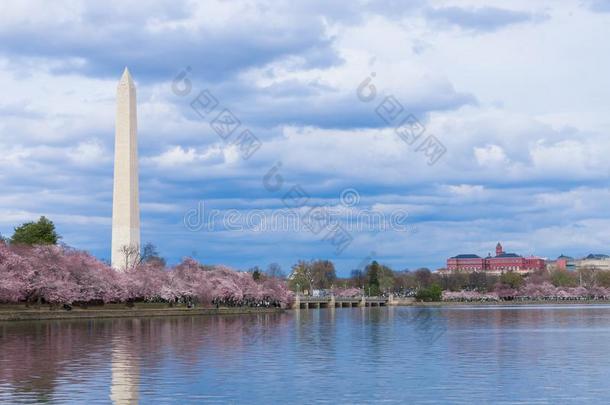 华盛顿纪念碑在的时候樱桃花节日在指已提到的人潮水的