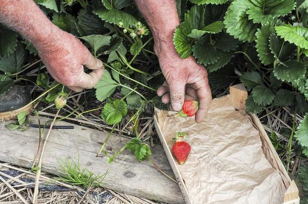 田和草莓收割,手采摘草莓,机构