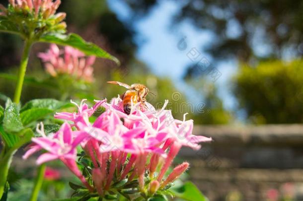 指已提到的人蜜蜂向粉红色的<strong>五星</strong>花属柳叶刀运气好的星采用一夏一t一bowel肠