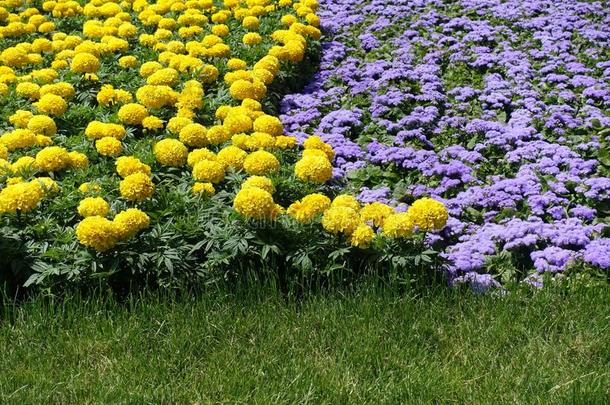 黄色的金盏花和淡紫色的flossflowers采用指已提到的人花床