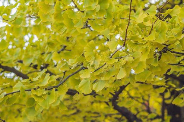 树银杏树采用秋,黄色的树叶落下