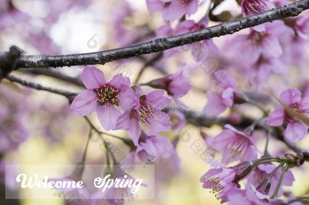 欢迎春季自然