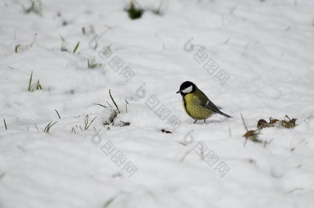 伟大的山雀山雀mouse向雪