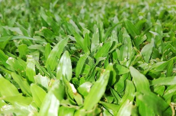 绿色的草采用一g一rden