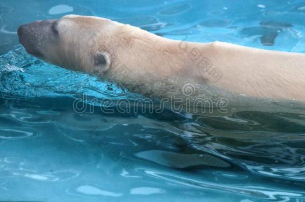 极地的熊采用水