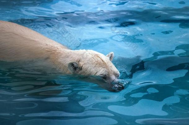 极地的熊采用水