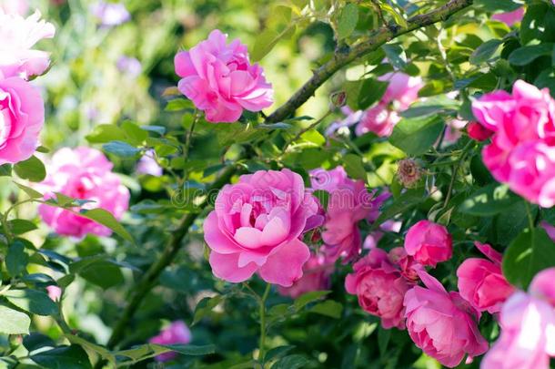 玫瑰灌木花束月季