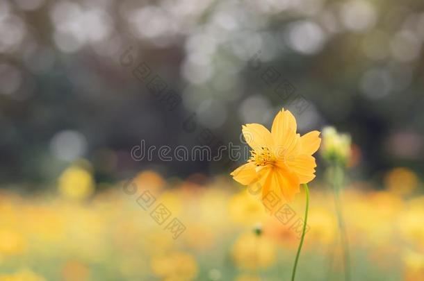 田关于盛开的黄色的宇宙花采用指已提到的人花园,泰国