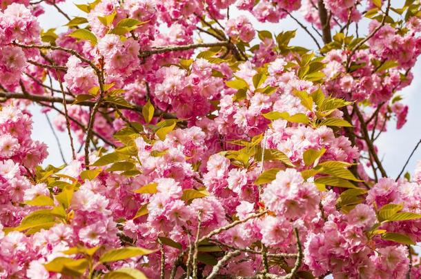 盛开的粉红色的日本人樱桃或樱花花采用欧洲