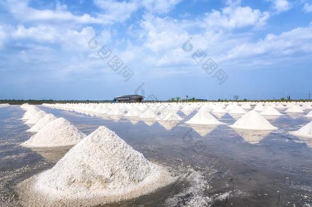 海盐农场在近处临海的在萨穆特宋克拉姆省份