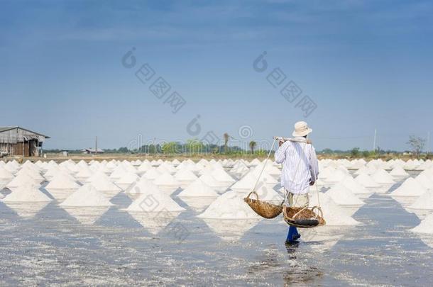 海盐农场在近处临海的在萨穆特宋克拉姆省份