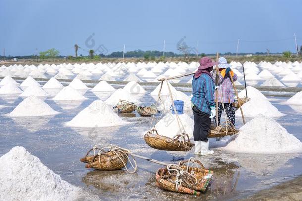 海盐农场在近处临海的在萨穆特宋克拉姆省份