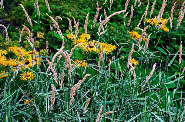高的黄色的花看大约指已提到的人主茎关于指已提到的人有条纹的草