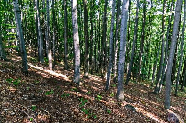 森林和密集的种植园关于高的相等的角梁和毕切
