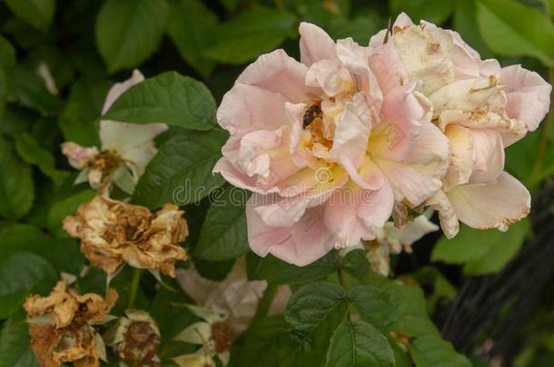 影像关于花束月季玫瑰