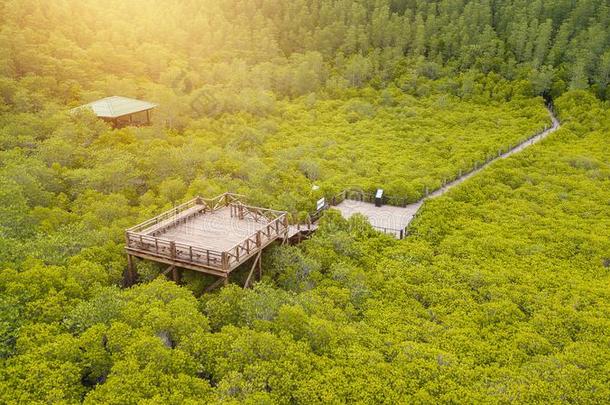 红树林采用桐树叉子齿皮带或金色的红树属树木田在河口