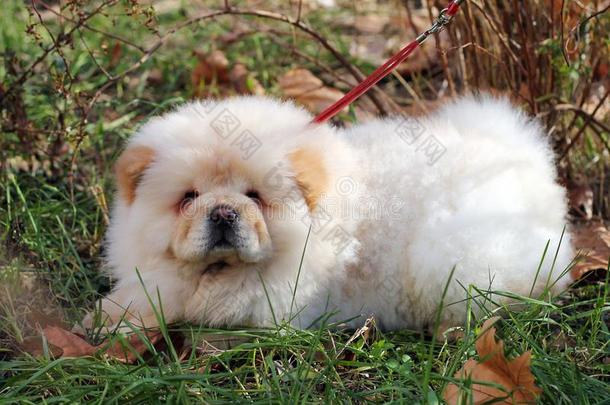 中国人白色的原产地中国的狗原产地中国的狗小狗