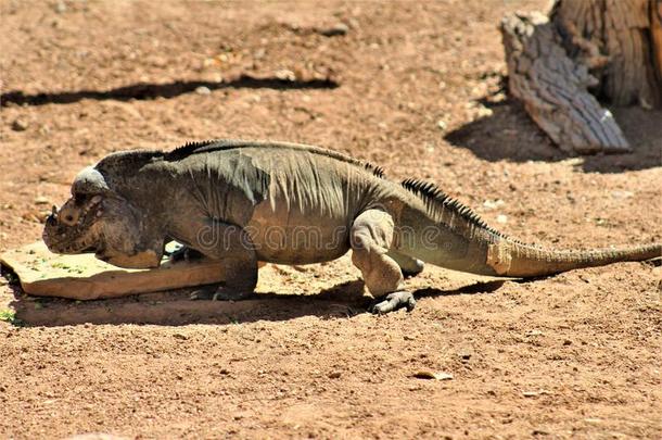 犀牛鬣鳞蜥,轮末科努塔,凤凰,动物园,凤凰,亚利桑那州。