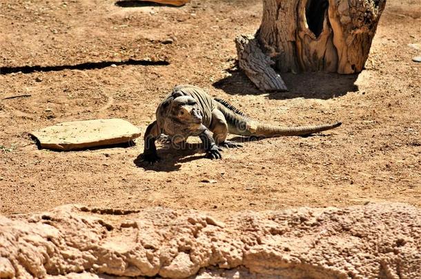 犀牛鬣鳞蜥,轮末科努塔,<strong>凤凰</strong>,动物园,<strong>凤凰</strong>,亚利桑那州。