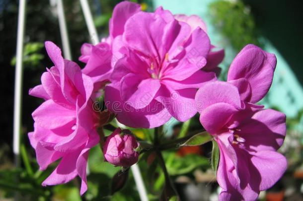 指已提到的人开花美丽的盛开的丁香花属常春藤-叶子天竺葵属的植物