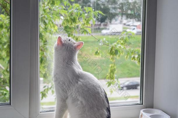 白色的猫有样子的出局指已提到的人窗向一夏r一in