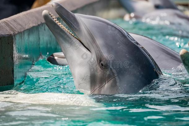 漂亮的海豚采用指已提到的人著名的<strong>海洋世界</strong>