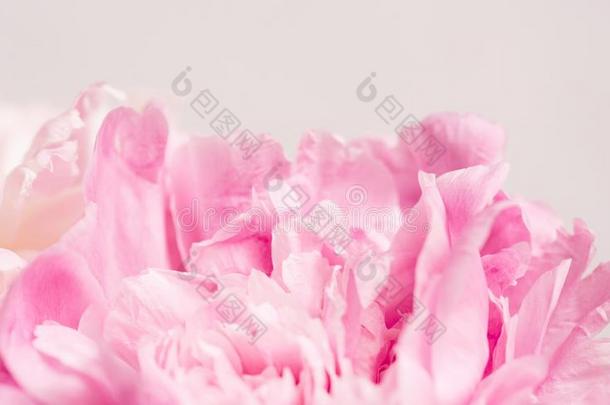微妙的粉红色的花瓣关于指已提到的人牡丹.早晨,消遣,宏指令