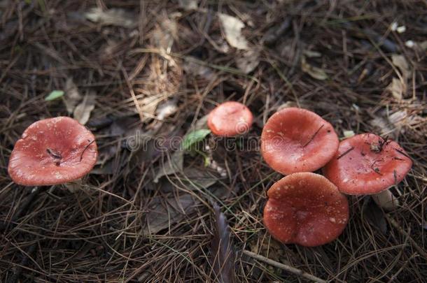 明亮的有毒的蘑菇生长的采用p采用e森林和阵亡者lease租约