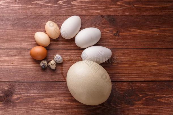 鹌鹑卵,母鸡卵,鹅卵,ostricg鸡蛋