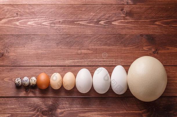 鸡蛋关于不同<strong>的</strong>鸟向一f一rm