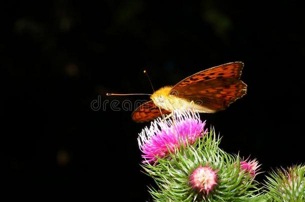 蝴蝶和花采用自然5
