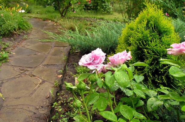 灌木关于丁香花属玫瑰和落下关于水后的雨反对后面