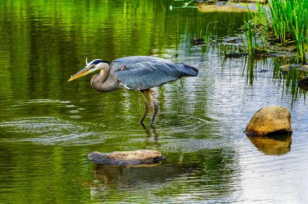 伟大的蓝色鹭池塘香奈儿公园范库弗峰不列颠的哥伦比亚aux.能够