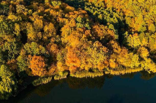 <strong>金色</strong>的秋背景,空气的看法关于森林和黄色的树