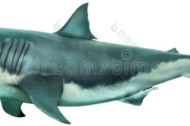 <strong>伟大</strong>的白色的鲨鱼面看法3英语字母表中的第<strong>四个</strong>字母说明