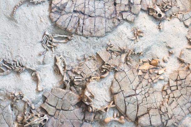一颅骨关于一史前的cre一ture使成化石盖印关于一prehistoric史前的