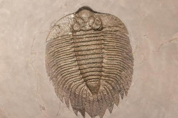 一使成化石盖印关于一三叶虫.