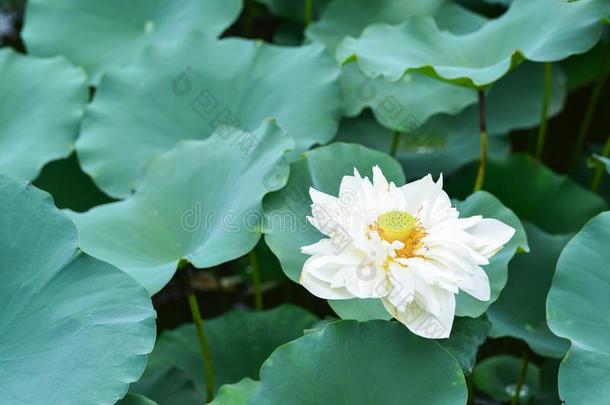 白色的莲花采用指已提到的人村民池塘